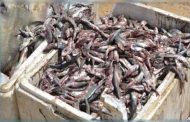 Oran: Saisie de 30 quintaux de poisson congelé périmé