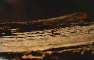 Ce champignon parasite transforme les fourmis en esclaves zombies
