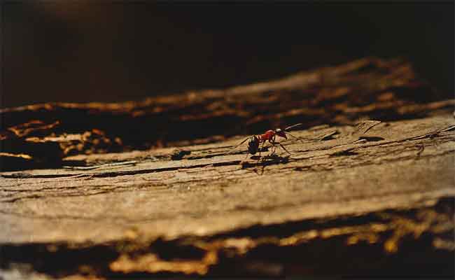 Ce champignon parasite transforme les fourmis en esclaves zombies