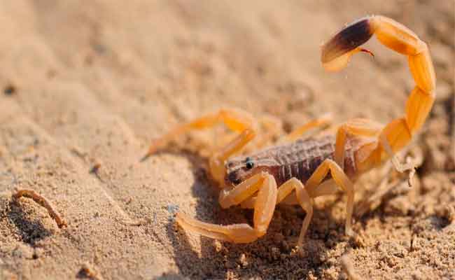 Plus de 360 cas de piqures de scorpions au premier semestre  de l’année à Laghouat