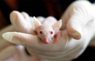 Des chercheurs ont réussi à éliminer le virus VIH dans l’ADN de souris