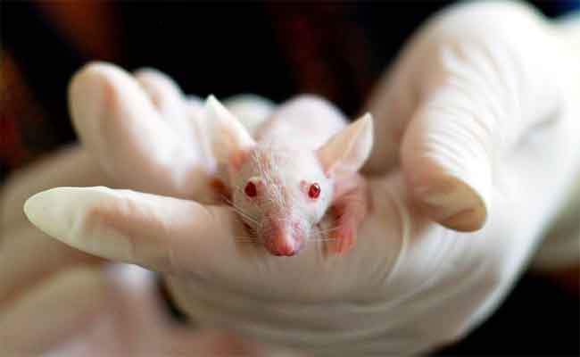 Des chercheurs ont réussi à éliminer le virus VIH dans l’ADN de souris