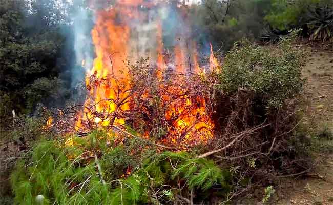 Deux hélicoptères bombardiers combattent un vaste incendie au Parc du Djurdjura à Tizi Ouzou