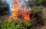 Un décès et une famille secourue dans un incendie de forêt  à Blida