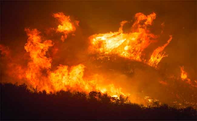 Portugal : Les chèvres vont être utilisées pour prévenir les incendies de forêt mais les bergers se font rares