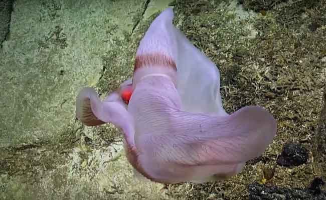 Des scientifiques ont fait la rencontre d’une méduse extrêmement rare durant l’exploration du Pacifique central