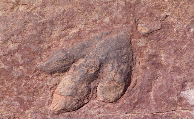 Un mystérieux fossile de 180 millions d’années a enfin été identifié