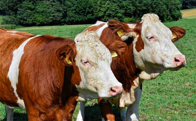 L’épidémie de superbactéries chez les humains serait liée à l’utilisation excessive d’antibiotiques chez les vaches