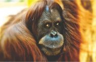 Grâce au séquençage de l’ADN, ces chercheurs ont mis la main sur un cousin de l’orang-outan, en version poids lourd