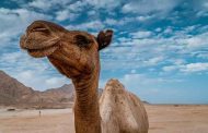 Australie : Des tireurs d'élite pour tuer 10 mille chameaux