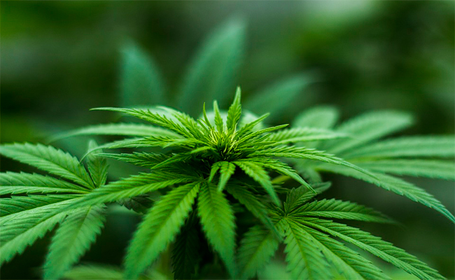 Boissons infusées au cannabis : la société Cann envisage une distribution plus élargie
