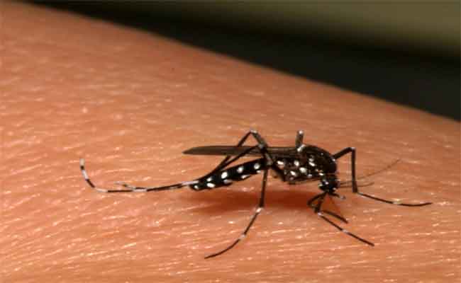 Découverte d’un moustique tigre à Tizi Ouzou : Ouverture d’une enquête épidémiologique