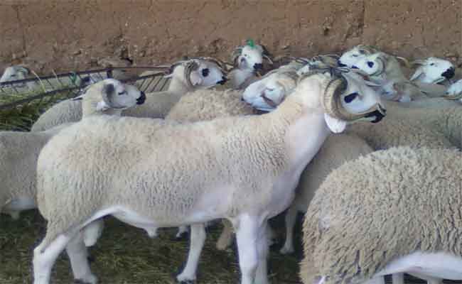 Coronavirus et Aid Al Adha : Trois communes d’Alger interdisent la vente des moutons dans les lieux publics