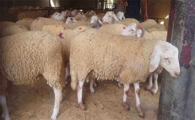 Le wali de Médéa ordonne la fermeture de tous les marchés hebdomadaires aux bestiaux