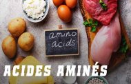 Pourquoi les acides aminés sont-ils si importants pour nous?