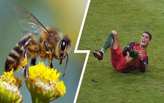 Une abeille empêche Cristiano Ronaldo de jouer face à la Croatie