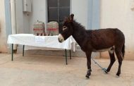 L’opération la plus dangereuse au monde effectuée les services de renseignement algériens pour arrêter un âne