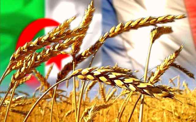 Impact de la crise du Coronavirus sur le marché du blé en Algérie