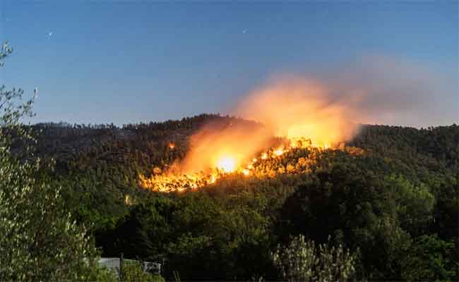 Arrestation de 19 personnes impliquées dans les incendies de forêts à Tipasa