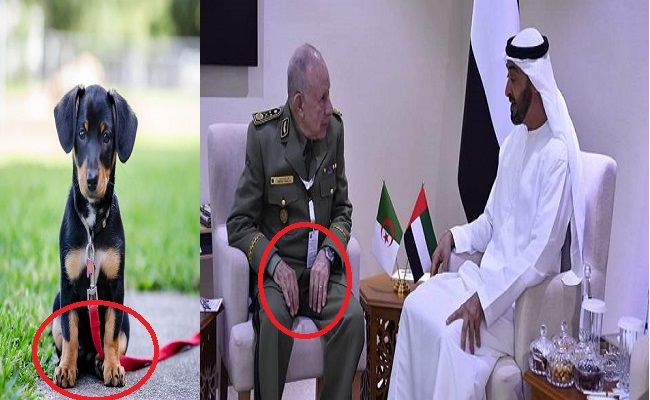 Scoop: Sous les ordres de ben Zayed, le prince héritier saoudien ben Salman, offre 5 milliards de dollars à l'Algérie