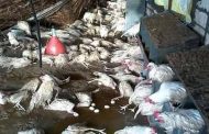 Qui est le responsable de la propagation de la grippe aviaire en Algérie ?