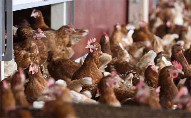 Un foyer de grippe aviaire détecté à Oum El Bouagui