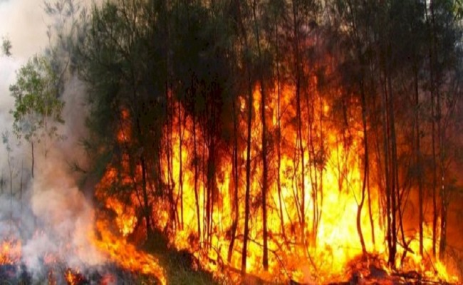 A chaque fois que la pression monte, les généraux mettent le feu à l'Algérie et ses forêts | Aljazayr.com