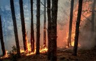 Un agent de la protection civile trouve la mort et plusieurs blessés dans les Feux de forêts à Blida