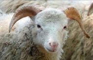 Aïd-Al-Adha en France : Deux moutons égorgés en pleine rue à Nantes, quatre hommes interpellés