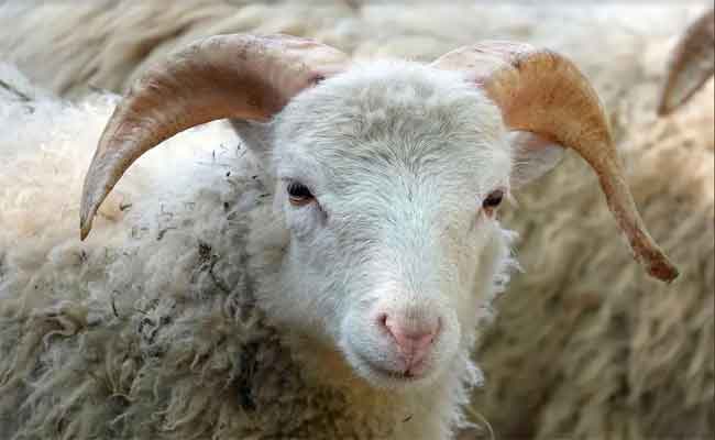 Aïd-Al-Adha en France : Deux moutons égorgés en pleine rue à Nantes, quatre hommes interpellés