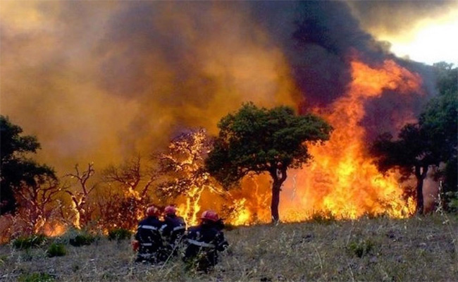 Selon Sonelgaz, plus de 600 km de réseau électrique détruits par les feux  forêts à Tizi Ouzou