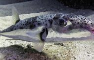 Un pécheur découvre un poisson-lapin toxique sur le littoral algérien