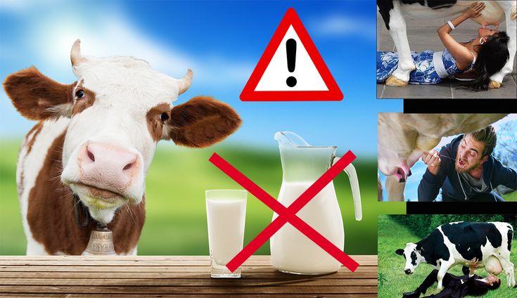 Pourquoi le lait cru est-il dangereux ?