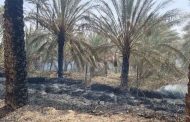Ministère de l’intérieur : Arrestation de deux individus en flagrant délit d’incendier des palmeraies à Ouargla