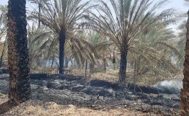 Ministère de l’intérieur : Arrestation de deux individus en flagrant délit d’incendier des palmeraies à Ouargla