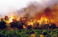 Gendarmerie nationale : Arrestation de 13 individus suspectés d’être à l'origine des incendies de forêts