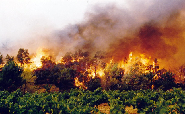 Gendarmerie nationale : Arrestation de 13 individus suspectés d’être à l'origine des incendies de forêts