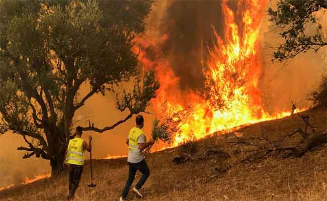 Nouveau bilan de la protection civile : 37 décès tragique dans les feux de forêts à l’est d’Algérie