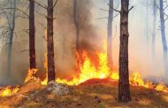 Incendies de forêts en Algérie : La direction générale de la Protection civile fait le point sur la situation