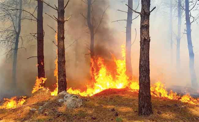 Incendies de forêts en Algérie : La direction générale de la Protection civile fait le point sur la situation