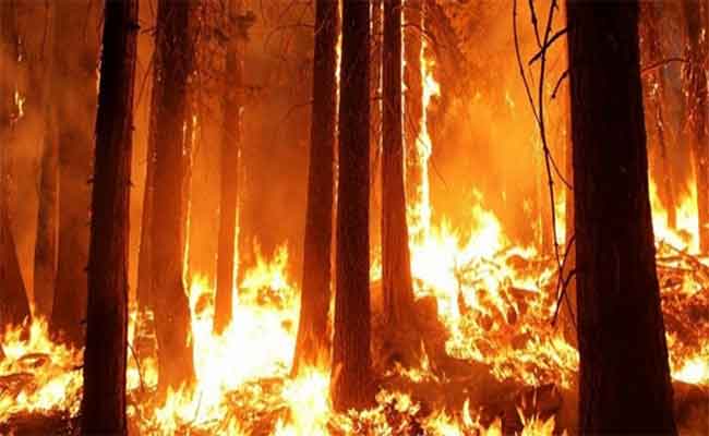 Les incendies maîtrisés en Algérie, selon la protection civile