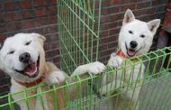 Différend politique en Corée du Sud à propos de deux chiens du voisin du nord