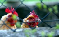 Plus de 20 millions de doses de vaccin contre la grippe aviaire sont disponibles, rassure le ministère de l’agriculture