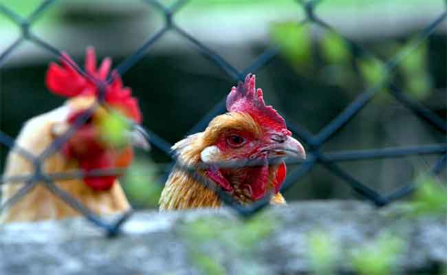 Plus de 20 millions de doses de vaccin contre la grippe aviaire sont disponibles, rassure le ministère de l’agriculture