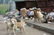 L'impact de la pauvreté sur la propagation des chiens errants en Algérie