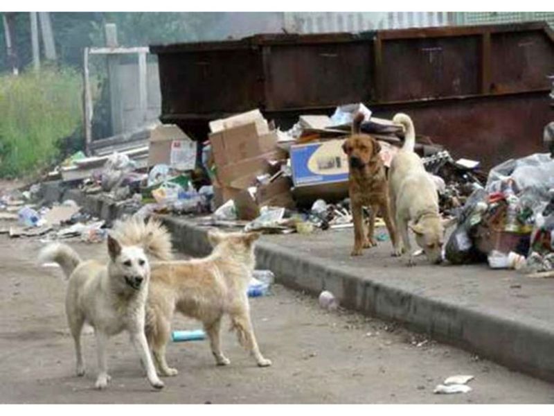 L'impact de la pauvreté sur la propagation des chiens errants en Algérie