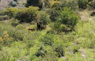 Drame à Chlef : l’enfant porté disparu découvert pendu dans une forêt à Ténès