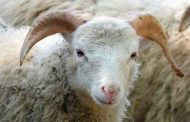 GUELMA : Trois voleurs de bétail sous les verrous