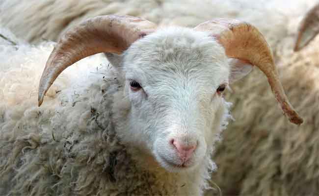 GUELMA : Trois voleurs de bétail sous les verrous