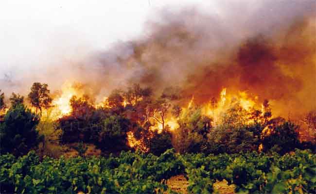 15 morts et 26 blessés dans les feux de forêt en Algérie